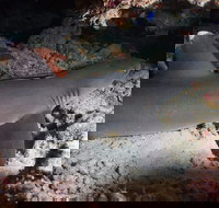 Coral Gardens - Accommodation Coffs Harbour