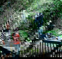 Curtis Falls track Tamborine National Park - Accommodation Coffs Harbour