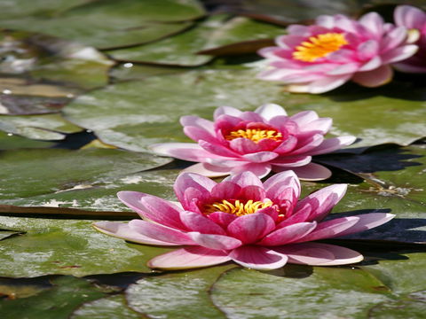 Dubbo Regional Botanic Garden - Closed Until Further Notice - Accommodation Coffs Harbour 2