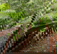 Goodenia Rainforest Walking Track - Accommodation Coffs Harbour