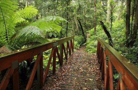 Goodenia Rainforest Walking Track - Accommodation Coffs Harbour 0
