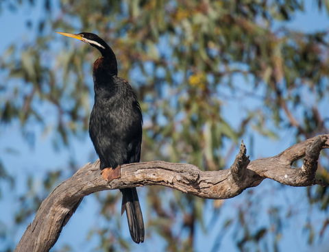 Greenough River Nature Trail - Accommodation Coffs Harbour 0