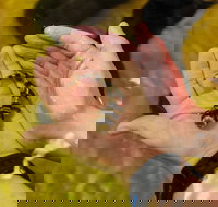 Irukandji Shark and Ray Encounters - Accommodation Coffs Harbour