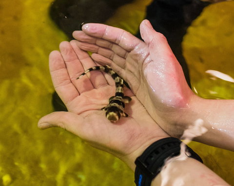 Irukandji Shark And Ray Encounters - Accommodation Coffs Harbour 0