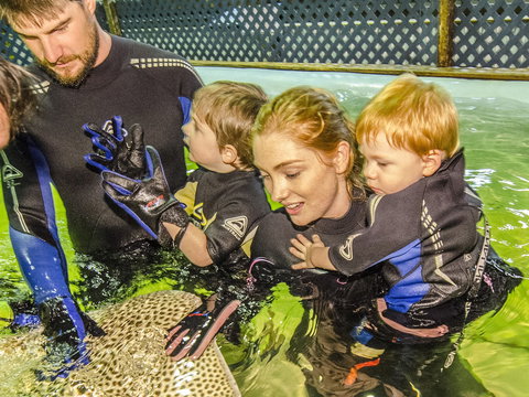 Irukandji Shark And Ray Encounters - Accommodation Coffs Harbour 1