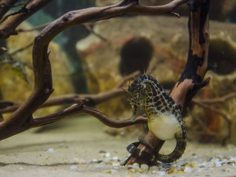 Irukandji Shark And Ray Encounters - Accommodation Coffs Harbour 2