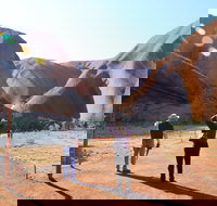 Kuniya walk to Mutitjulu Waterhole - Accommodation Coffs Harbour