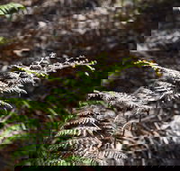 Langwarrin Flora and Fauna Reserve Walking Trails - Accommodation Coffs Harbour