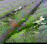 Lavandula Swiss Italian Farm - Accommodation Coffs Harbour