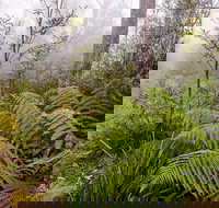 Link Trail - Gloucester Tops to Careys Peak - Accommodation Coffs Harbour