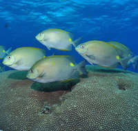 Lodestone Reef - Accommodation Coffs Harbour