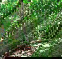 Mary Cairncross Scenic Reserve - Accommodation Coffs Harbour