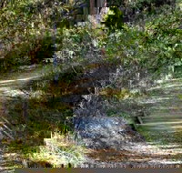 McDirtys Walking Track - Accommodation Coffs Harbour