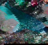 Middle Reef Dive Site - Accommodation Coffs Harbour