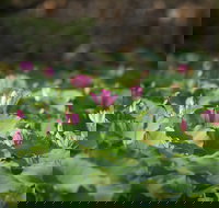 Mistake Billabong - Accommodation Coffs Harbour