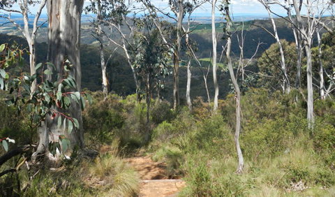 Mount Towac Walk - Accommodation Coffs Harbour 0