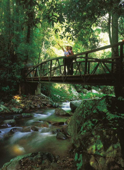 Natural Bridge Circuit, Springbrook National Park - Accommodation Coffs Harbour 1