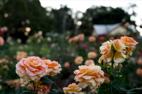 Newtown Park State Rose Garden - Accommodation Coffs Harbour 0