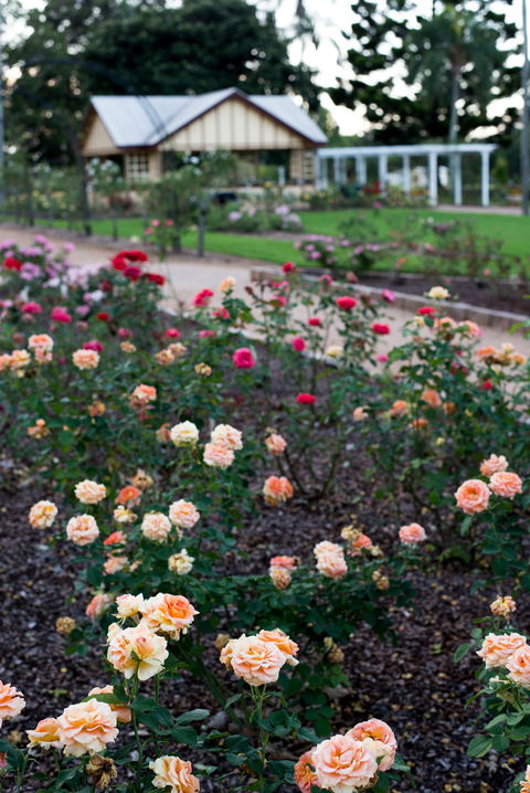 Newtown Park State Rose Garden - Accommodation Coffs Harbour 2