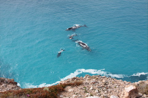 Nullarbor National Park - Accommodation Coffs Harbour 0