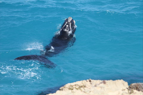 Nullarbor National Park - Accommodation Coffs Harbour 2