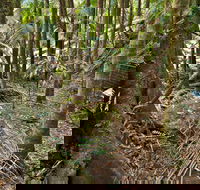 Palm Forest Walking Track - Accommodation Coffs Harbour
