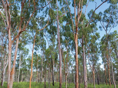 Pilliga Forest - Accommodation Coffs Harbour 1