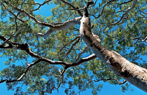 Ridge Walking Track - Accommodation Coffs Harbour 0
