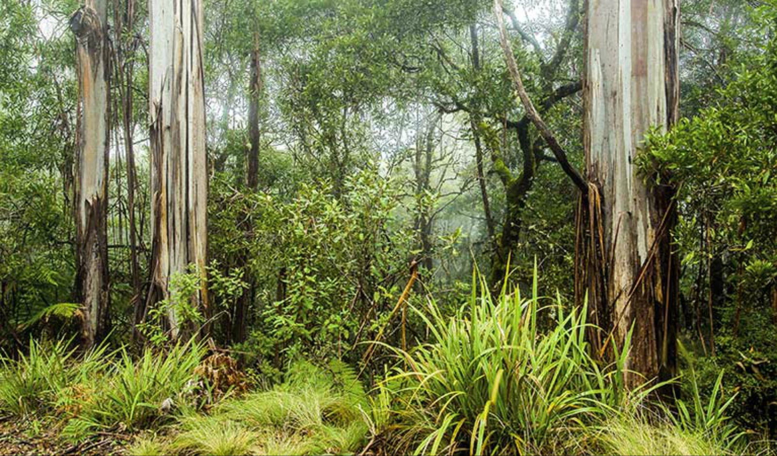 Rukenvale NSW Accommodation Coffs Harbour