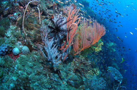 SS Yongala Dive Site - Accommodation Coffs Harbour 1