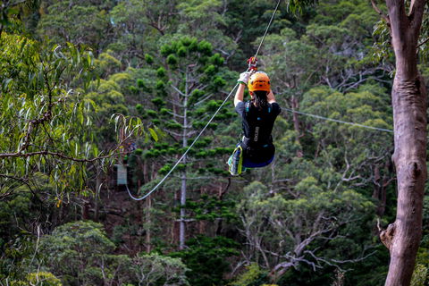 Thunderbird Park ® - Tamborine Mountain, Gold Coast Region - Accommodation Coffs Harbour 2