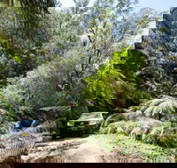 Wadbilliga Road drive - Accommodation Coffs Harbour