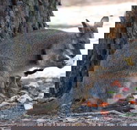 Wirrimbirra Sanctuary - Accommodation Coffs Harbour