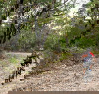 Cawleys Road trail - Accommodation Coffs Harbour