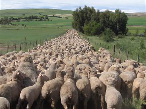Curringa Farm - Accommodation And Farm Tours - Accommodation Coffs Harbour 0