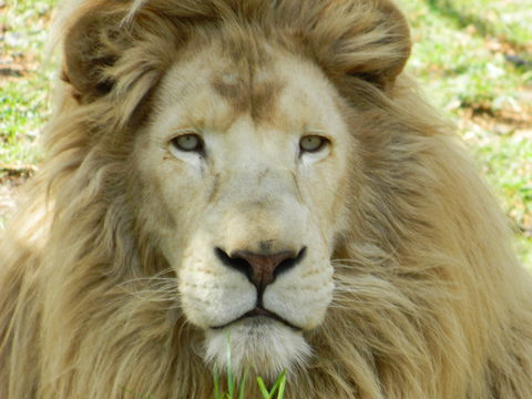 Darling Downs Zoo - Accommodation Coffs Harbour 0