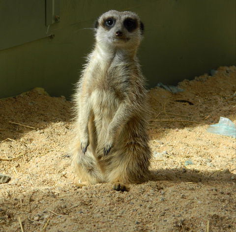Darling Downs Zoo - Accommodation Coffs Harbour 1