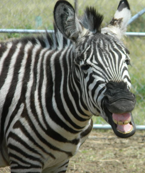 Darling Downs Zoo - Accommodation Coffs Harbour 2