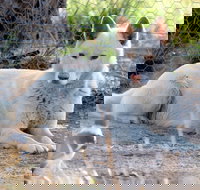 Durong Dingo Sanctuary - Accommodation Coffs Harbour