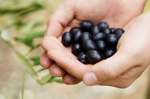 Eat, Pick, Grow Trail - Wanneroo And Chittering - Accommodation Coffs Harbour 0