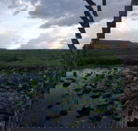 Fogg Dam Conservation Reserve - Accommodation Coffs Harbour