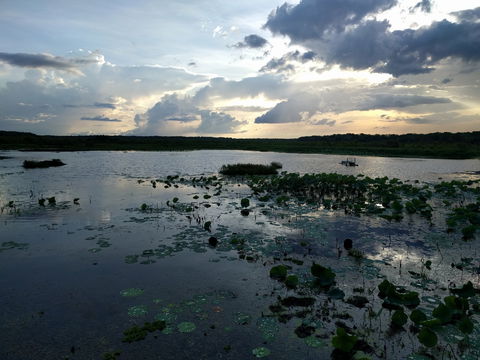 Fogg Dam Conservation Reserve - Accommodation Coffs Harbour 1