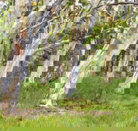 Freshwater track - Accommodation Coffs Harbour