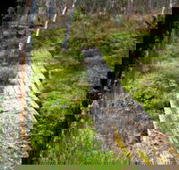 Gloucester Tops circuit - Accommodation Coffs Harbour