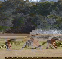 Great Nature Trail - Accommodation Coffs Harbour