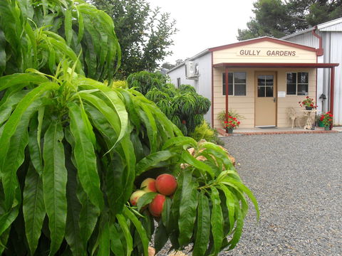 Gully Gardens - Accommodation Coffs Harbour 0