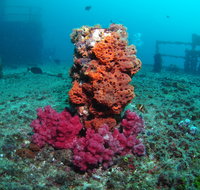 HMAS Brisbane Dive Site - Accommodation Coffs Harbour
