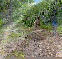 Kangaroo River Walking Track - Accommodation Coffs Harbour