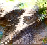 Koala Conservation Reserve - Accommodation Coffs Harbour