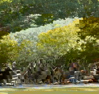 Lone Pine Koala Sanctuary - Accommodation Coffs Harbour